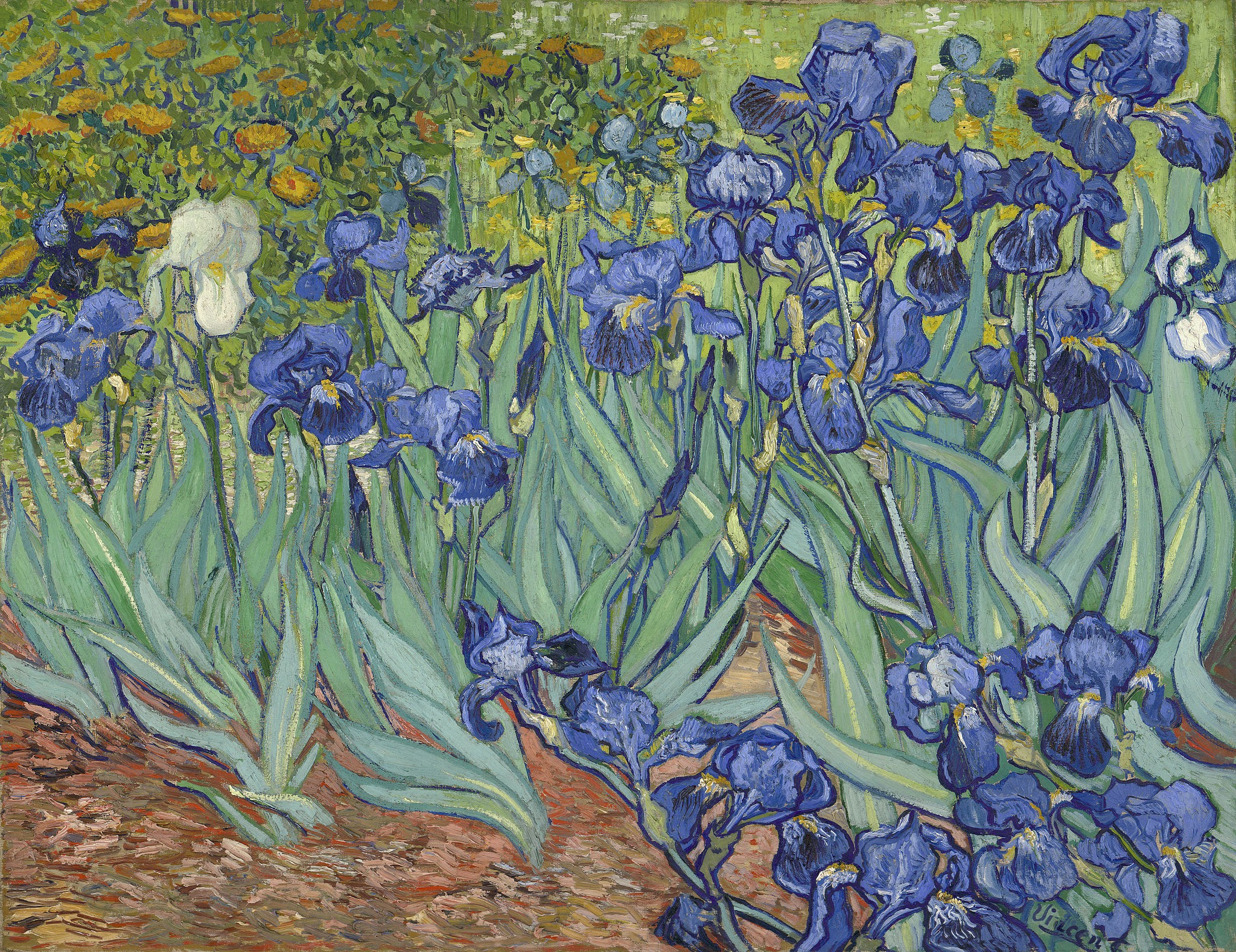 Irises